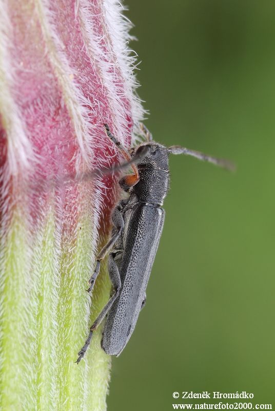kozlíček bolševníkový, Phytoecia cylindrica, Phytoeciini, Cerambycidae (Brouci, Coleoptera)
